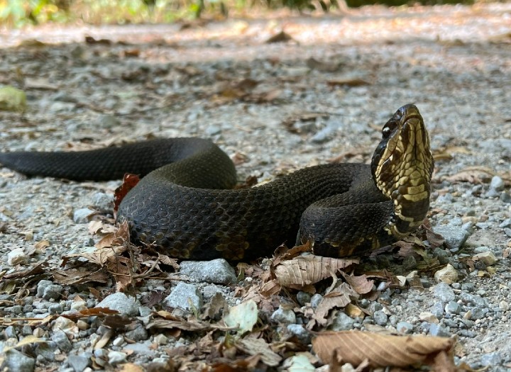 Cottonmouth